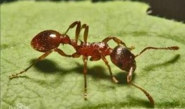 蚂蚁在线观看影片,在线观影之旅